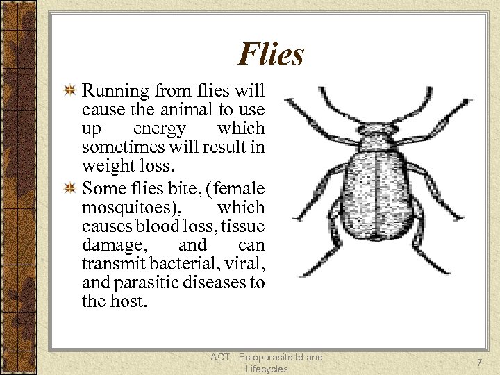 Flies Running from flies will cause the animal to use up energy which sometimes