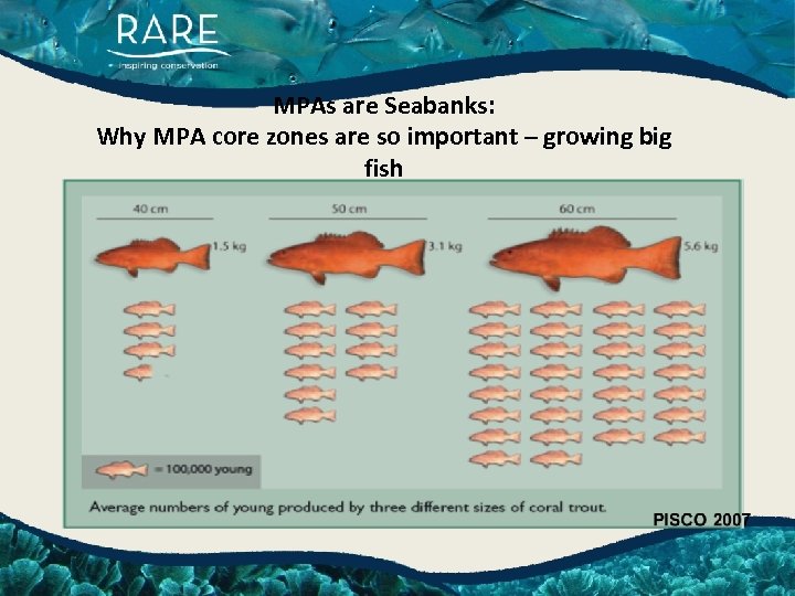 MPAs are Seabanks: Why MPA core zones are so important – growing big fish