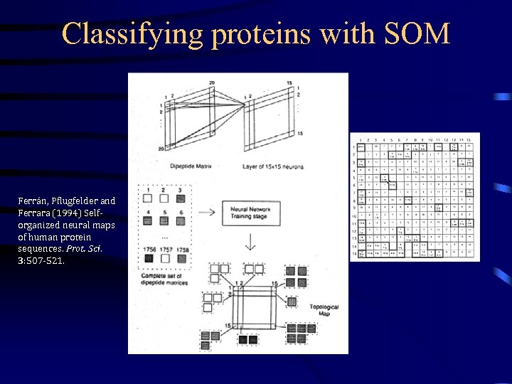 Classifying proteins with SOM Ferrán, Pflugfelder and Ferrara (1994) Selforganized neural maps of human