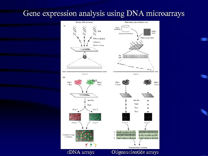 Gene expression analysis using DNA microarrays Cy 5 Cy 3 c. DNA arrays Oligonucleotide