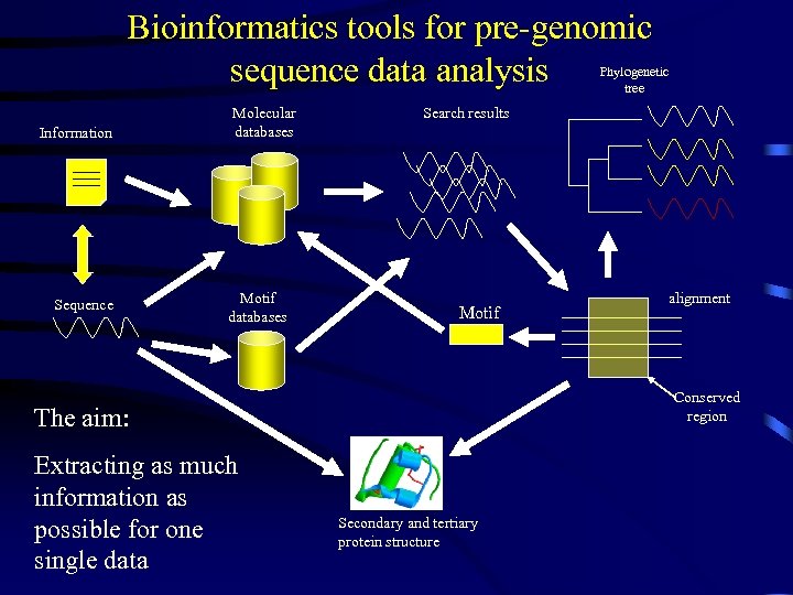 Bioinformatics tools for pre-genomic sequence data analysis Phylogenetic tree Information Sequence Molecular databases Motif