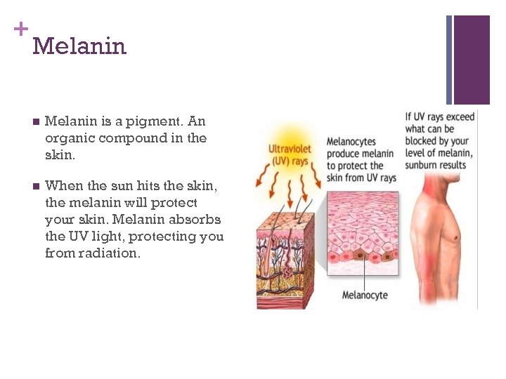 + Melanin n Melanin is a pigment. An organic compound in the skin. n
