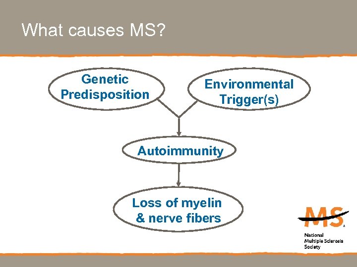 What causes MS? Genetic Predisposition Environmental Trigger(s) Autoimmunity Loss of myelin & nerve fibers