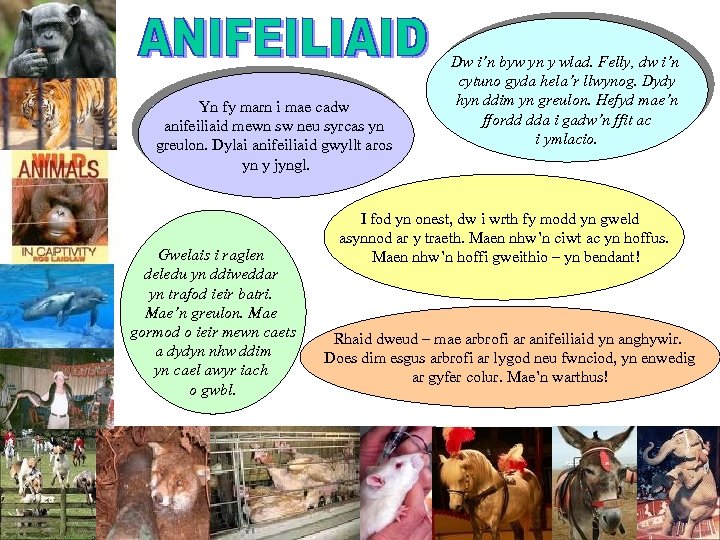 Yn fy marn i mae cadw anifeiliaid mewn sw neu syrcas yn greulon. Dylai