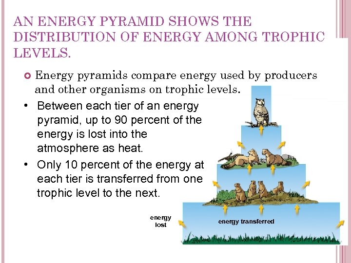 AN ENERGY PYRAMID SHOWS THE DISTRIBUTION OF ENERGY AMONG TROPHIC LEVELS. Energy pyramids compare