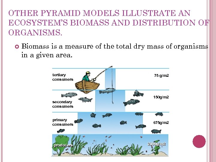 OTHER PYRAMID MODELS ILLUSTRATE AN ECOSYSTEM’S BIOMASS AND DISTRIBUTION OF ORGANISMS. Biomass is a