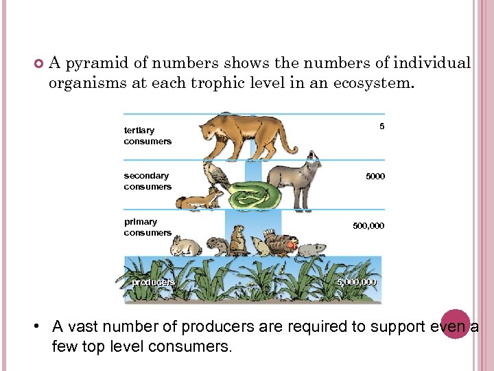  A pyramid of numbers shows the numbers of individual organisms at each trophic