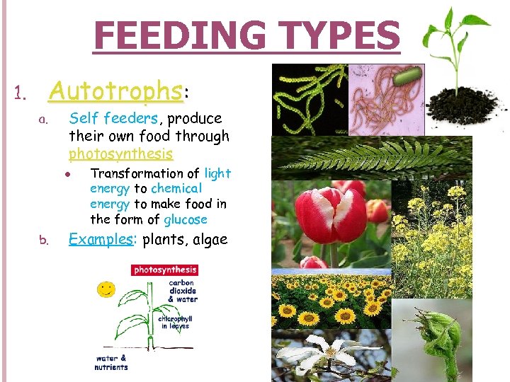 FEEDING TYPES 1. Autotrophs: a. Self feeders, produce their own food through photosynthesis l