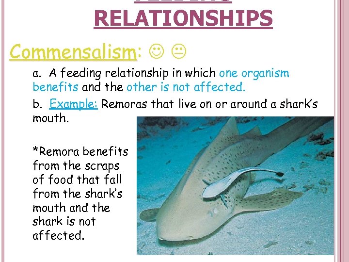 FEEDING RELATIONSHIPS Commensalism: a. A feeding relationship in which one organism benefits and the