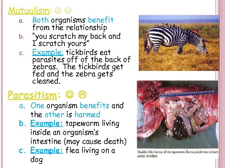 Mutualism: a. b. c. Both organisms benefit from the relationship “you scratch my back