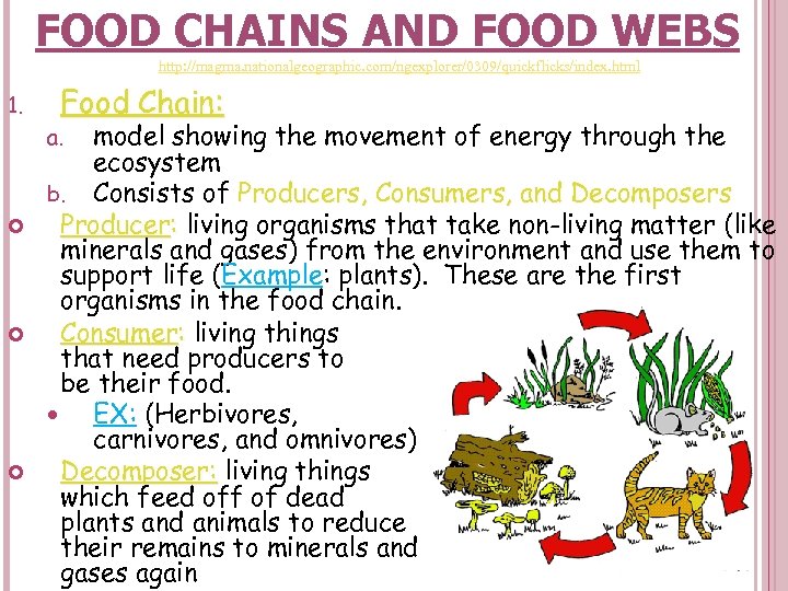 FOOD CHAINS AND FOOD WEBS http: //magma. nationalgeographic. com/ngexplorer/0309/quickflicks/index. html 1. Food Chain: model