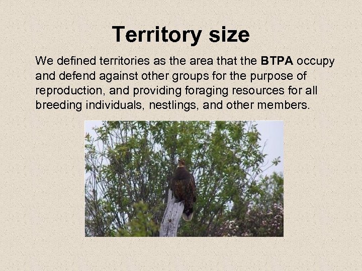 Territory size We defined territories as the area that the BTPA occupy and defend