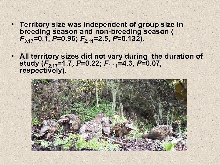  • Territory size was independent of group size in breeding season and non-breeding