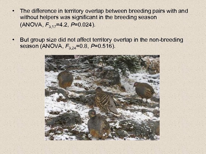  • The difference in territory overlap between breeding pairs with and without helpers