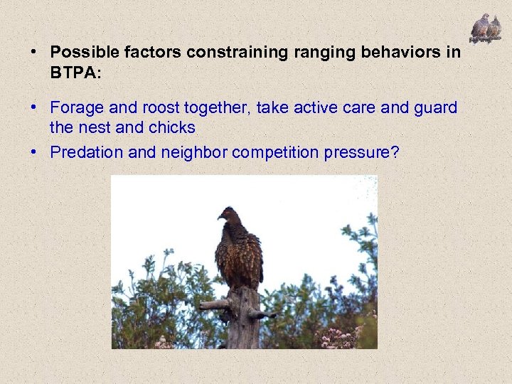  • Possible factors constraining ranging behaviors in BTPA: • Forage and roost together,