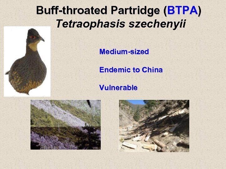 Buff-throated Partridge (BTPA) Tetraophasis szechenyii Medium-sized Endemic to China Vulnerable 