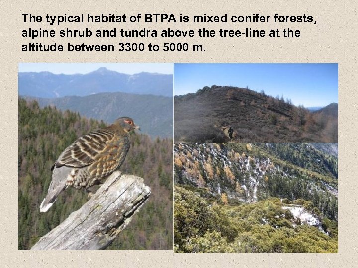 The typical habitat of BTPA is mixed conifer forests, alpine shrub and tundra above