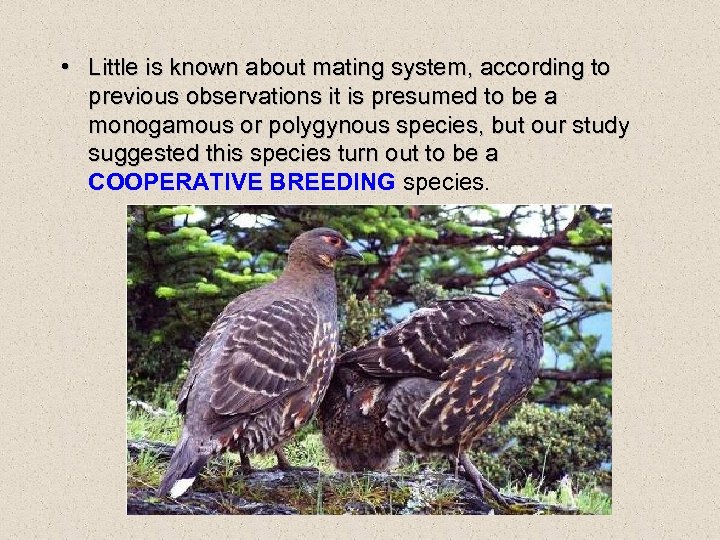  • Little is known about mating system, according to previous observations it is