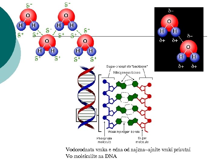 Vodorodnata vrska e edna od najzna~ajnite vrski prisutni Vo molekulite na DNA 