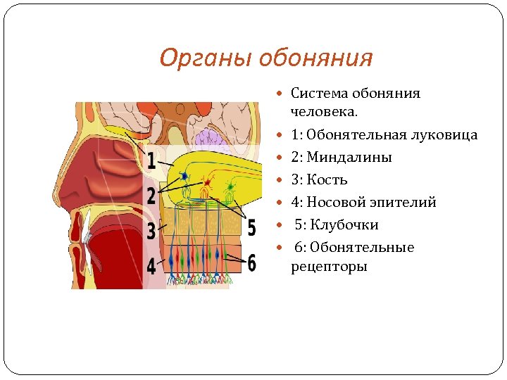 Схема обонятельного анализатора 8 класс биология