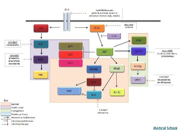 EGFR pathway 