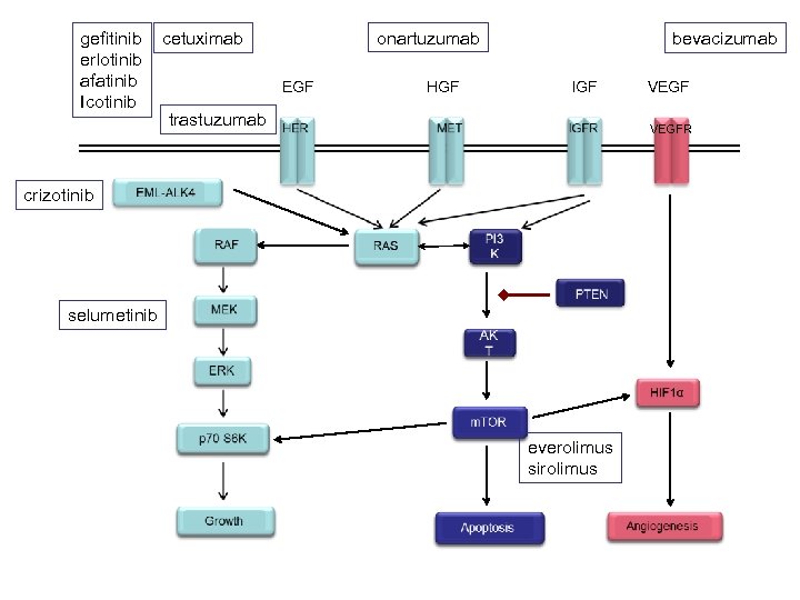 gefitinib erlotinib afatinib Icotinib cetuximab bevacizumab onartuzumab EGF HGF IGF trastuzumab VEGFR crizotinib selumetinib