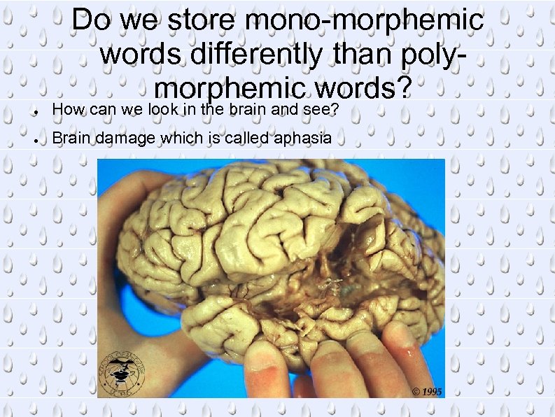 Do we store mono-morphemic words differently than polymorphemic words? ● How can we look