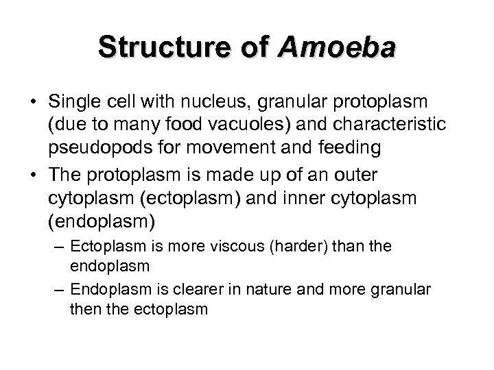 Structure of Amoeba • Single cell with nucleus, granular protoplasm (due to many food