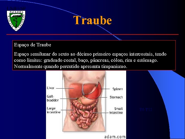 Traube Espaço de Traube Espaço semilunar do sexto ao décimo primeiro espaços intercostais, tendo