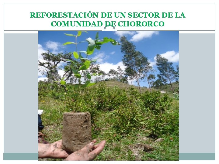 REFORESTACIÓN DE UN SECTOR DE LA COMUNIDAD DE CHORORCO 