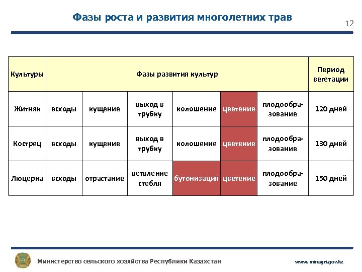 Фазы роста и развития многолетних трав Культуры 12 Период вегетации Фазы развития культур Житняк