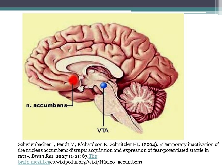 Schwienbacher I, Fendt M, Richardson R, Schnitzler HU (2004). «Temporary inactivation of the nucleus