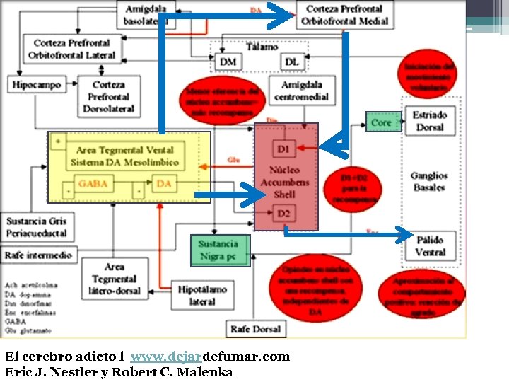 El cerebro adicto l www. dejardefumar. com Eric J. Nestler y Robert C. Malenka