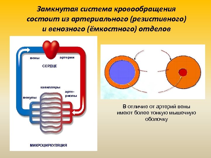 Замкнутая система кровообращения состоит из артериального (резистивного) и венозного (ёмкостного) отделов артерии вены СЕРДЦЕ