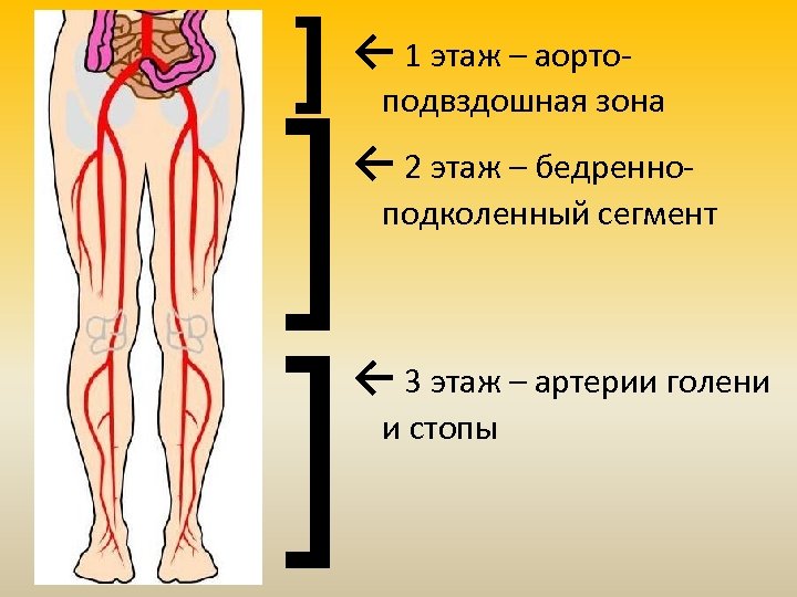 ] ] ] ← 1 этаж – аорто- подвздошная зона ← 2 этаж –