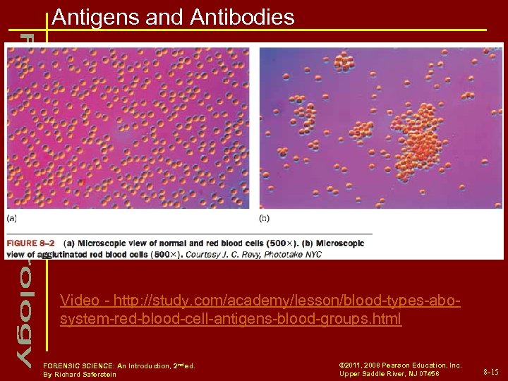 Antigens and Antibodies Video - http: //study. com/academy/lesson/blood-types-abosystem-red-blood-cell-antigens-blood-groups. html FORENSIC SCIENCE: An Introduction, 2