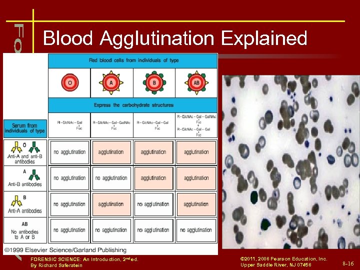 Blood Agglutination Explained FORENSIC SCIENCE: An Introduction, 2 nd ed. By Richard Saferstein ©