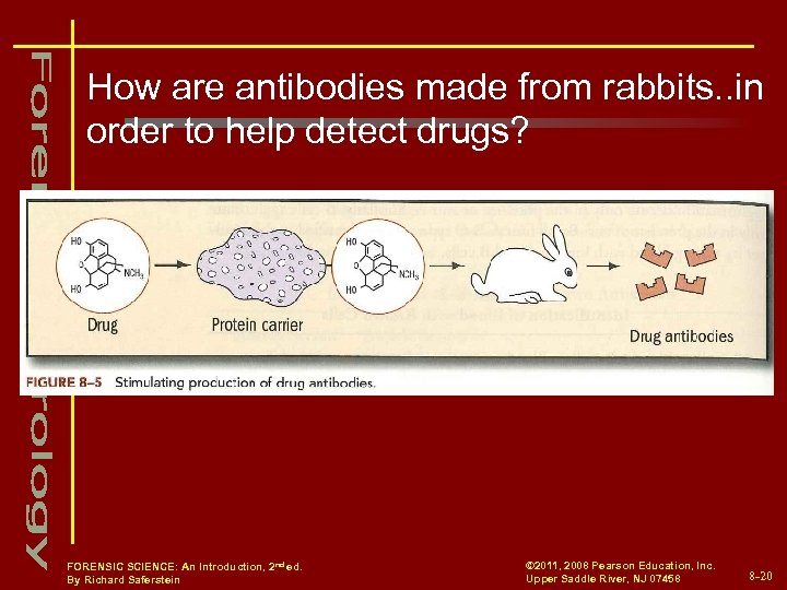 How are antibodies made from rabbits. . in order to help detect drugs? FORENSIC
