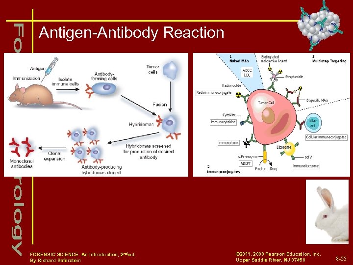 Antigen-Antibody Reaction FORENSIC SCIENCE: An Introduction, 2 nd ed. By Richard Saferstein © 2011,