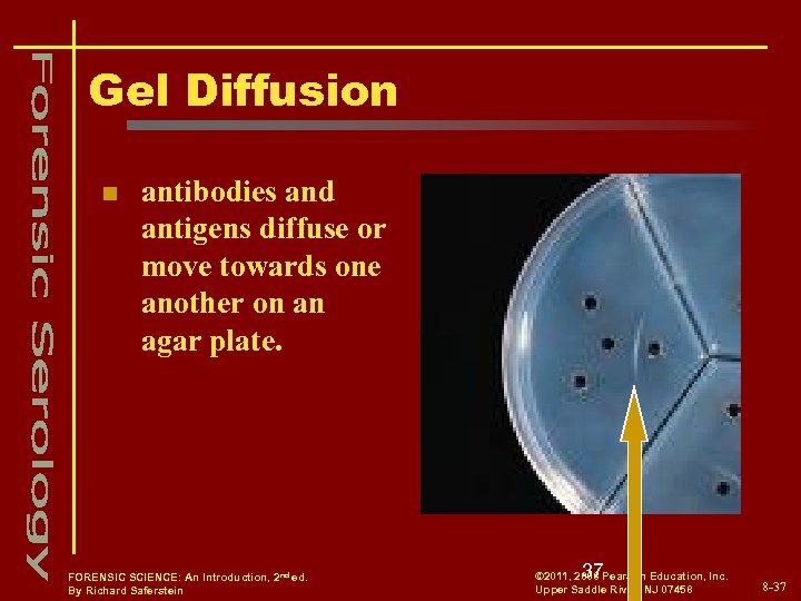 Gel Diffusion n antibodies and antigens diffuse or move towards one another on an