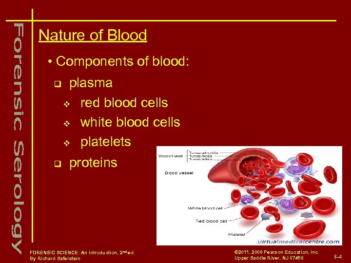 Nature of Blood • Components of blood: q q plasma v red blood cells