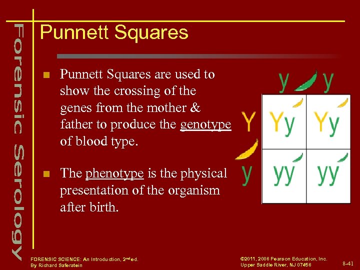 Punnett Squares n Punnett Squares are used to show the crossing of the genes