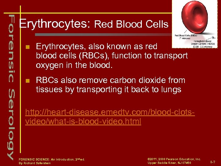Erythrocytes: Red Blood Cells n Erythrocytes, also known as red blood cells (RBCs), function