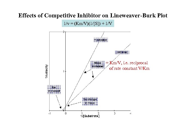 Effects of Competitive Inhibitor on Lineweaver-Burk Plot 1/v = (Km/V)(1/[S]) + 1/V = Km/V,