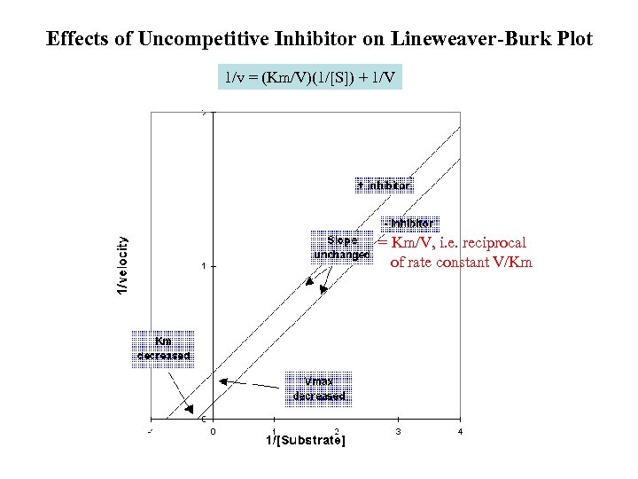 Effects of Uncompetitive Inhibitor on Lineweaver-Burk Plot 1/v = (Km/V)(1/[S]) + 1/V = Km/V,