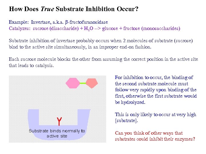 How Does True Substrate Inhibition Occur? Example: Invertase, a. k. a. b-fructofuranosidase Catalyzes: sucrose