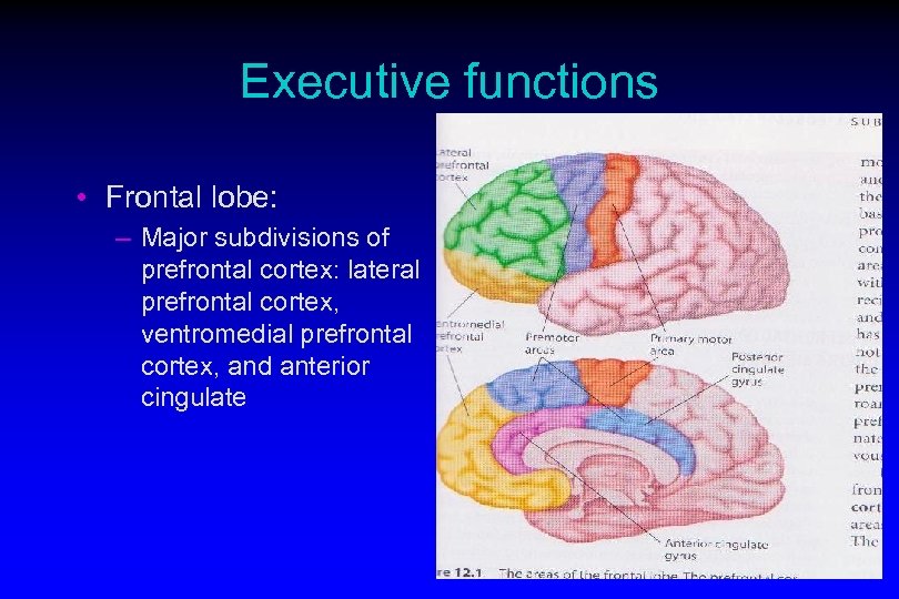 Executive functions • Frontal lobe: – Major subdivisions of prefrontal cortex: lateral prefrontal cortex,