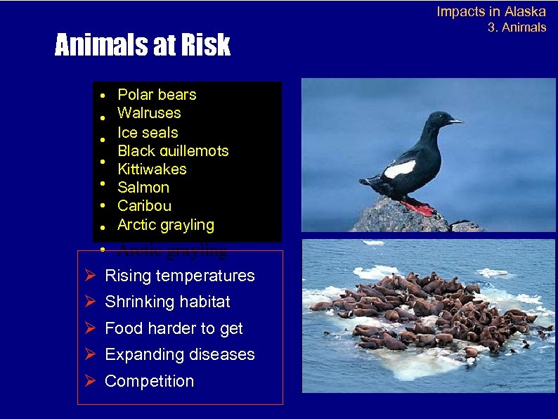 Impacts in Alaska Animals at Risk • • Polar bears Walruses Ice seals Black