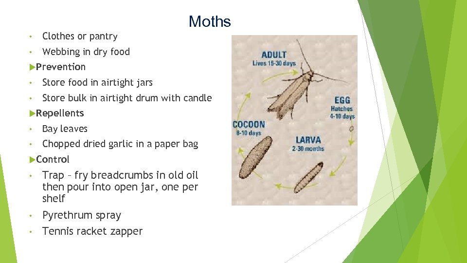 Moths • Clothes or pantry • Webbing in dry food Prevention • Store food