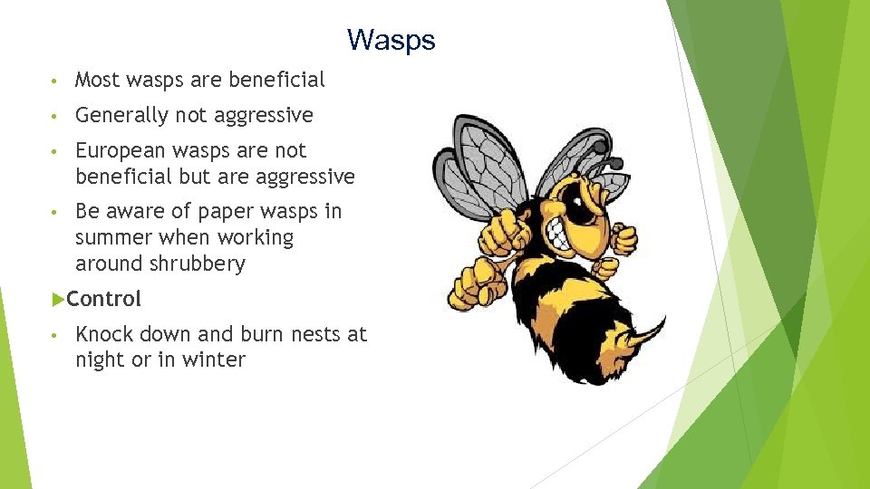 Wasps • Most wasps are beneficial • Generally not aggressive • European wasps are
